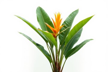 Tropical plant flower bush tree isolated on white background with clipping path