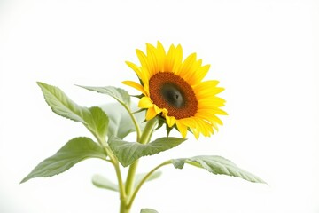 Obraz premium Sunflower with leaves isolated on white background.