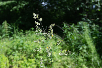 Close-up of a wild grass plant with a focus on its seed head and leaves, with blurred nature.