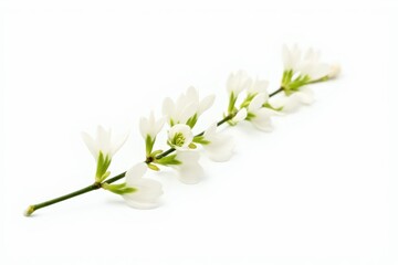 Obraz premium Freesia white flowers twigs with buds in bloom isolated on white background