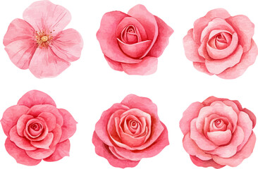 Botanical Watercolor Pink Rose &ndash; Romantic Wedding Element