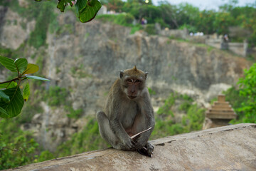 Monkey stealing from temples in Bali. Bali, Indonesia