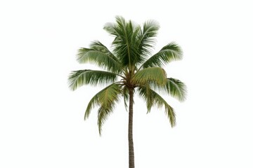 Obraz premium Coconut palm tree isolated on white background. Suitable for use in architectural design or Decoration work.