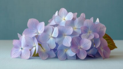 Obraz premium Pastel Blue and Lavender Hydrangea Cluster on Soft Background