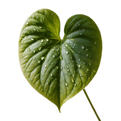 Heart shaped green leaf with dew drops isolated on transparent background
