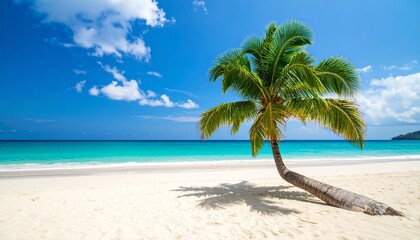 Fototapeta premium palm tree on the beach