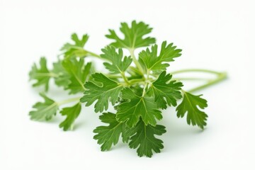 green leaves of parsley isolated on white background