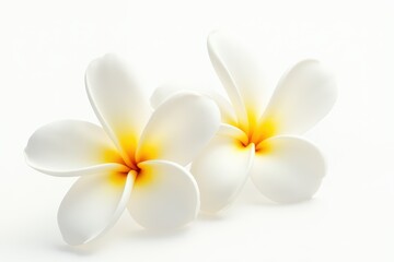 Naklejka premium Frangipani on white background