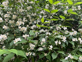 beautiful park and garden in the summer