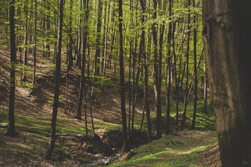 Fototapeta premium forest in spring