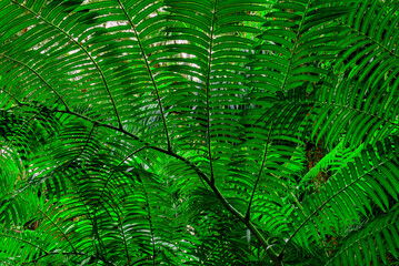 Deep in the Jungle, rainforest park in Edge Hill, Far North Queensland, Australia