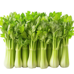 Fresh celery bunch isolated on transparent background. PNG.