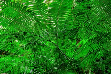 Deep in the Jungle, rainforest park in Edge Hill, Far North Queensland, Australia