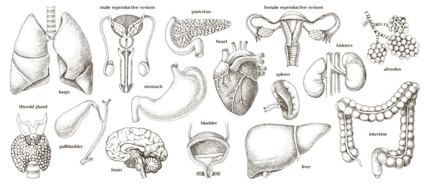 Human internal organs set vector