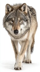 Fototapeta premium A gray wolf with a thick fur coat walking forward against a white background.