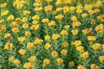 Medical plant Rosenroot ( Rhodiola Rosea)