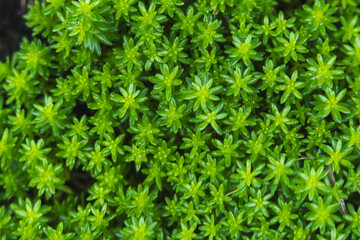 梅雨の季節　スナゴケのアップ02