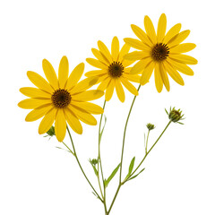 Obraz premium Three yellow flowers isolated on transparent background