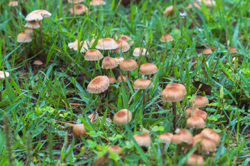 梅雨の季節　草地に生えたキノコのアップ10