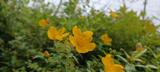 yellow crocus flowers in spring
