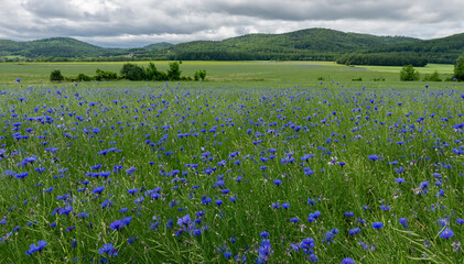 Panorama of a field of blue cornflower flowers.