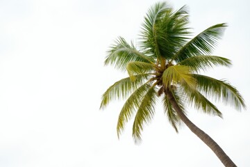  Coconut trees blowing in the sea  isolated  on white background, beach coconut tree in the summer,
