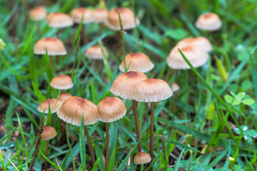 梅雨の季節　草地に生えたキノコのアップ01
