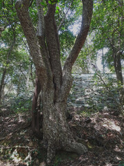 日本：岩国城跡のカゴノキ（Litsea coreana）【日本百名城】山口県岩国市