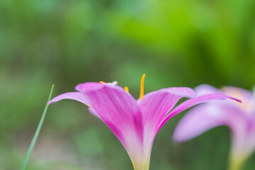 梅雨の花　サフランモドキの花02