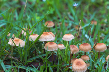 梅雨の季節　草地に生えたキノコのアップ05