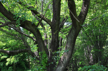 Trees with fresh green leaves in early summer background. Natural forest in a sunny day.