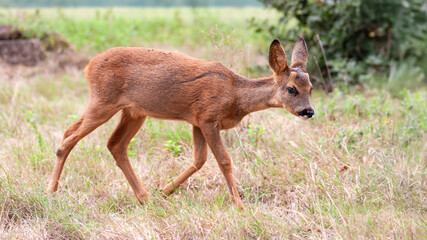 Young male Roe deer walking and observing in a field. Capreolus capreolus, Indre 36, région Centre Val de Loire, France, European Union, Europe