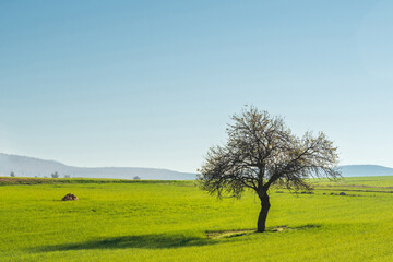 Scenic view of lonely big tree on green grass meadow on blue sky background