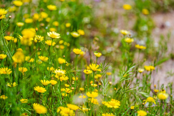 Close-up of a yellow wildflower blooming in a spring meadow