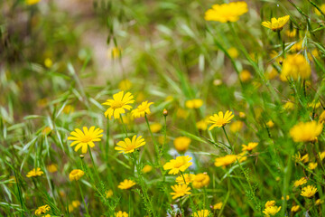 Close-up of a yellow wildflower blooming in a spring meadow
