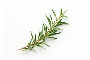 Fototapeta premium Rosemary twig and leaves isolated on white background. Top view. Flat lay