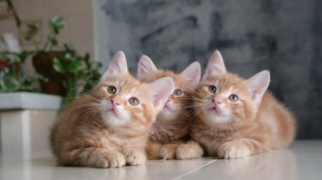 cinematic, family funny kittens. home interior. cute pets, Kurilian Bobtail. fur ginger kitten 4k
