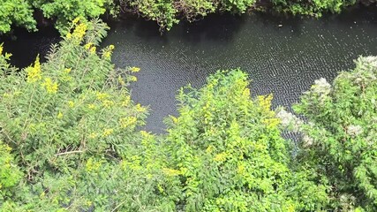 green moss on the wall, greenery with water and river,  Concept for international forest day, go green, earth day, ecology.