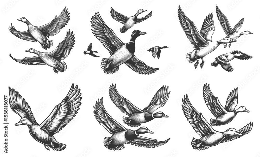 Poster ducks in mid-flight set collection bundle sketch engraving generative ai vector illustration. scratc