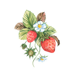 Delicate, delicate watercolor composition with strawberries, leaves and flowers. Hand-drawn. Ideal for menu design, themed invitations, packaging