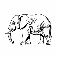Obraz premium Monochrome illustration of a majestic elephant with intricate line work on white