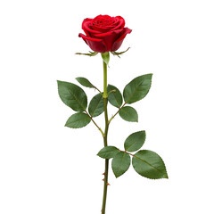 Obraz premium Single red rose stem isolated on transparent background