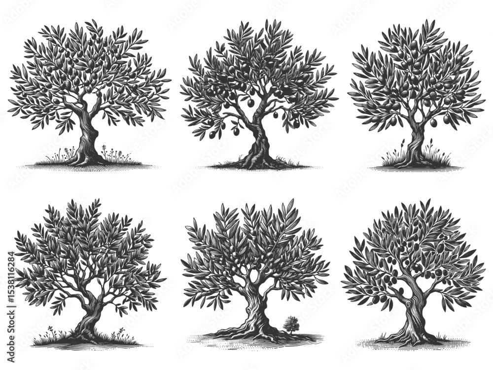 Poster olive tree set collection bundle sketch engraving generative ai vector illustration. scratch board i