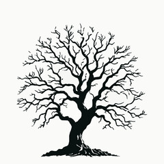 Silhouette of a deciduous tree with bare branches on a white background vector