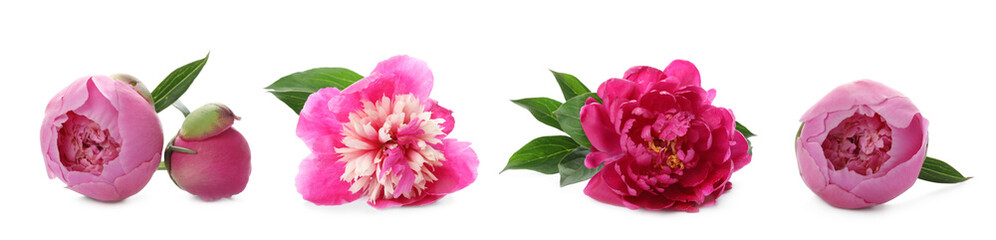 Fototapeta premium Aromatic pink peony flowers isolated on white, set