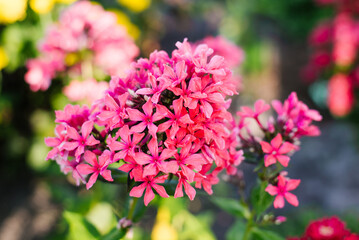 Bright Pink Cleopatra Phlox in Full Bloom