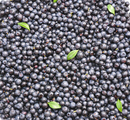 Organic superfoods bilberries textured background. Bilberries are high in fibre and antioxidants but are especially known for their high anthocyanin content.