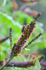 Closeup bee collecting nectar on the indigobush  or false indigo (Amorpha fruticosa) .Nature ,summer  environment , bee flower pollinators  