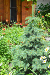 A blue spruce grows in the yard of a house and an open front door is in the background.