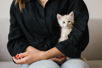 Creamy Kitten Sitting In Black Sleeves